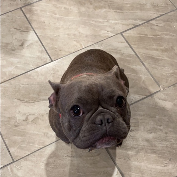 Meet your Posher, Gracie - Picture 1 of 1